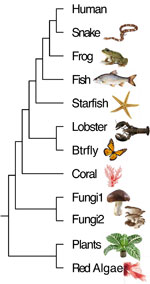 Photo: phylogenetic tree