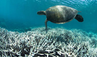 Photo:  turtle floating above a coral reef