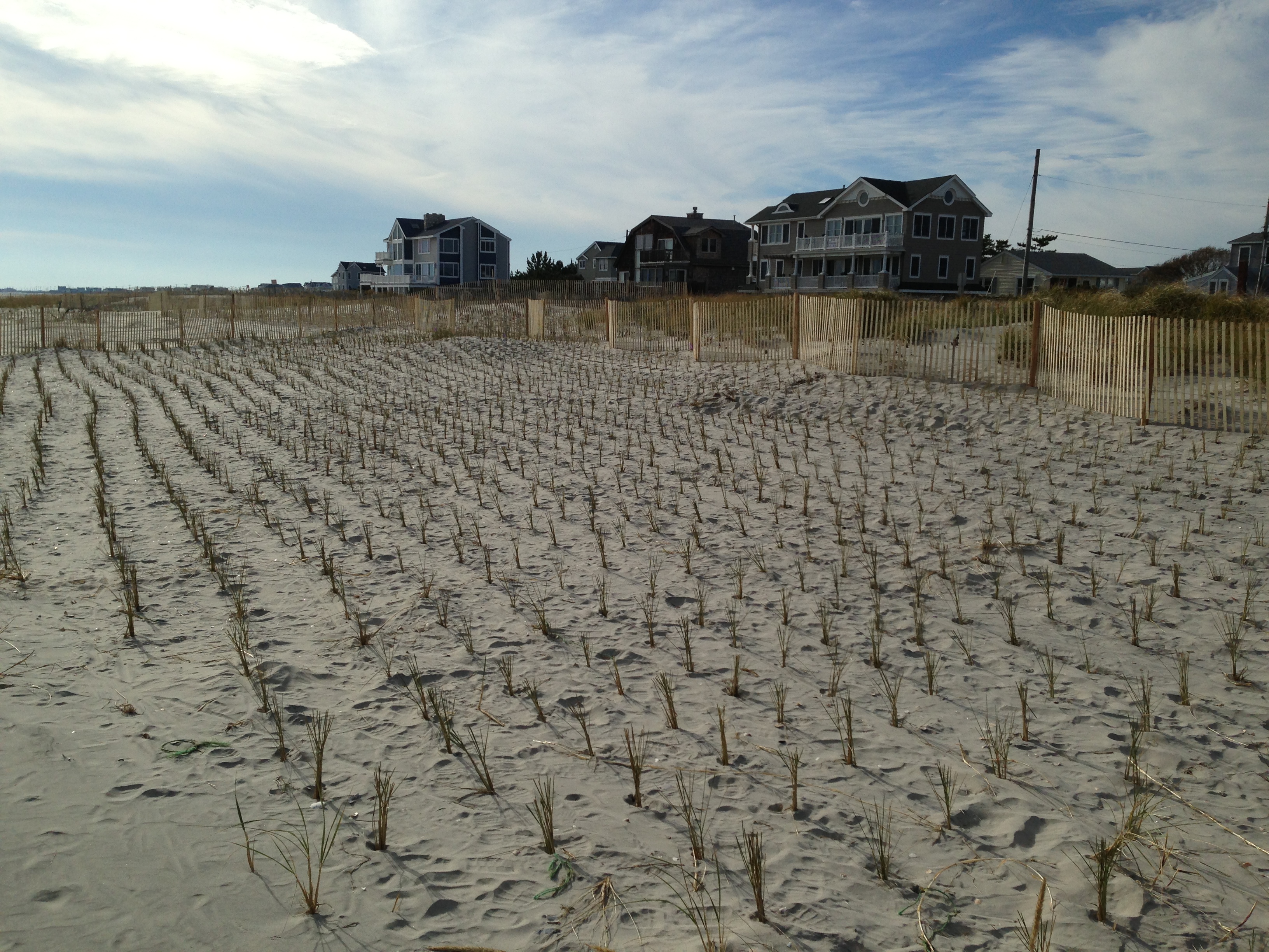 A later-removed dunegrass planting on newly created habitat © Brooke Maslo