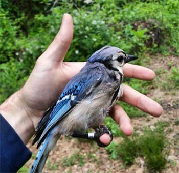 Photo: Banded Blue Jay. Photo courtesy of Jeff Brown