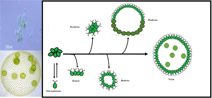 algae images