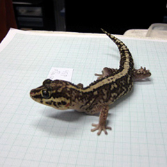 Madagascan Ground Gecko