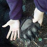 bear and human hands