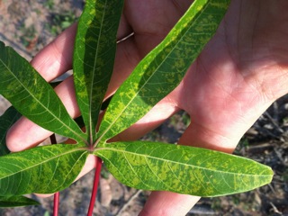 Cassava Mosaic symptoms -- this plant isn't even that badly infected! © Siobain Duffy