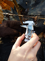 measuring hybrid chestnut seedling