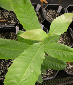 hybrid chestnut seedling