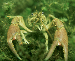 photo of crayfish