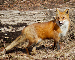 red fox released to Rutgers Ecopreserve