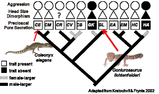 phylogeny of geckos