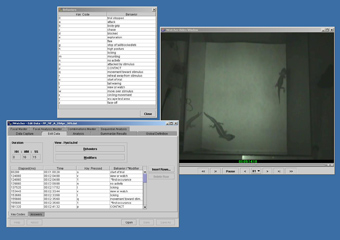 screen capture of gecko video analysis