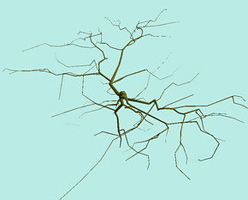 root diagram