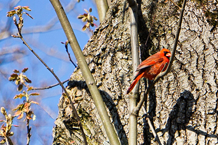 Photo: Cardinal. Image courtesy of Deborah Zitomer