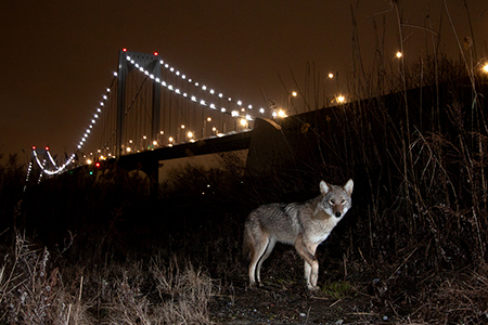 Photo: Coyote image courtesy of Ivan Kuraev.