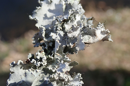 Ruffled lichen
