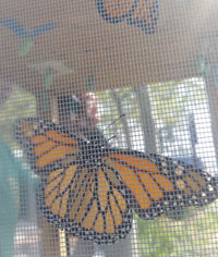 Photo: monarch butterfly