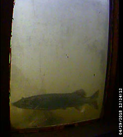 screen caprure of fish video