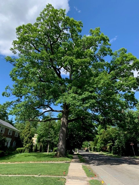 Image of a large tree.