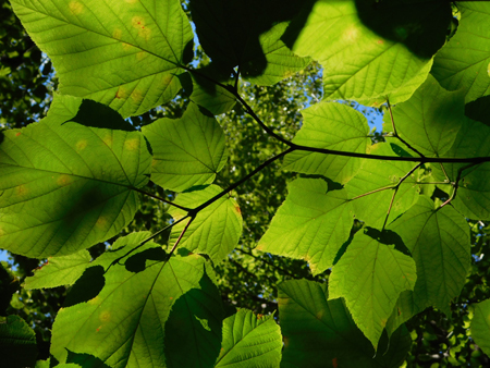 Acer pensylvanicum (Sapindaceae), photo courtesy of Jennifer Blake-Mahmud
