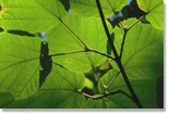 Acer pensylvanicum leaves