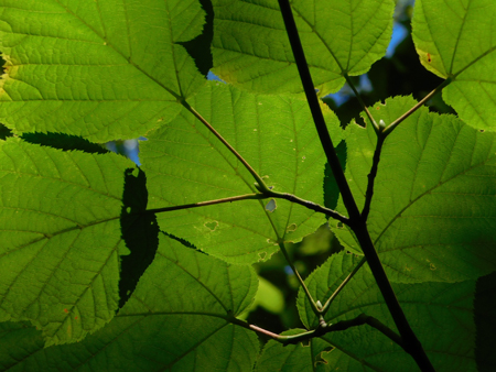 Acer pensylvanicum leafs, photo courtesy of Jennifer Blake-Mahmud