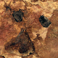 bats and bat petroglyph