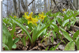 Yellow trout lily (Erythronium americanum), photo courtesy of Tina Harrison