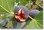 Photo: A fig exposing its many tiny matured, seed-bearing gynoecia; image courtesy of schleichpost0
