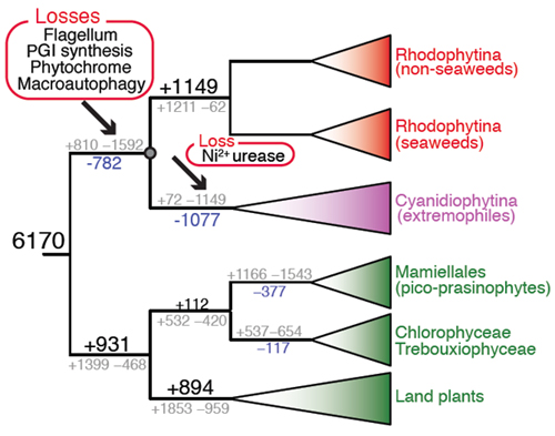 phylogenetic tree