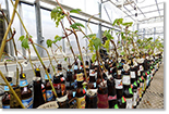 young seedlings growing out of bottles