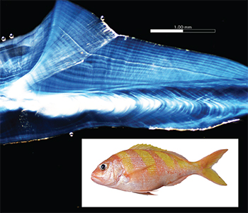 fish, photo credit Western Australian Department of Fisheries
