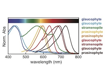 Different algal phytochromes provide full coverage of the visible light spectrum. This presumably allows phytoplankton to adapt to different light conditions in their natural habitats © Rockwell et al. 2014