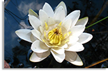 Photo: Nymphaea alba; image courtesy of Lena Struwe (CC BY-NC-SA 2.0) https://creativecommons.org/licenses/by-nc-sa/2.0/