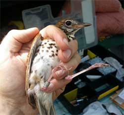 Wood Thrush Banded. Photo courtesy of Jeff Brown