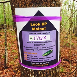 image of a sign on an ash tree. Image courtesy of Julie Lockwood