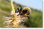 bombus veronicastrum photo courtesy of M Macleod