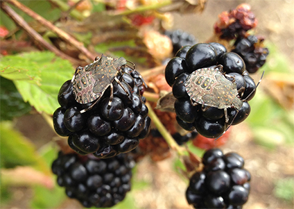image of brown marmorated stinkbugs on berries. Image courtesy of Julie Lockwood