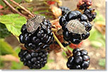 Photo of Brown Marmorated Stink Bugs