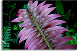 image of a hard fern