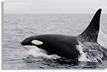 Photo: killer whale orca breaching the ocean, CC0 Pixabay Skeeze