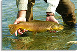 Photo of a Brown Trout