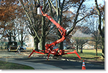 Pruning the oaks on Lipman Drive