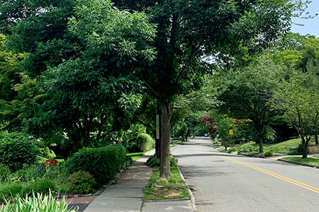 Photo: Large trees near a street.