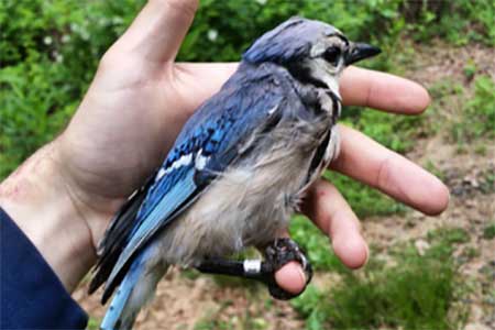 Banded Blue Jay. Photo courtesy of Jeff Brown