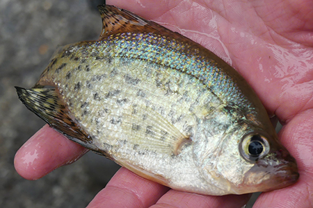 Photo: Black Crappie fish. Photo credit: Nicolas Pollock