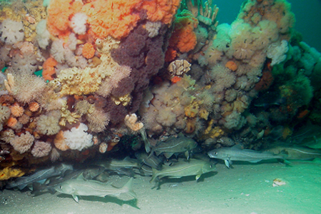 Photo: Atlantic cod, Gadus morhua, swim under a shipwreck laden with invertebrates in Stellwagen Bank National Marine Sanctuary.