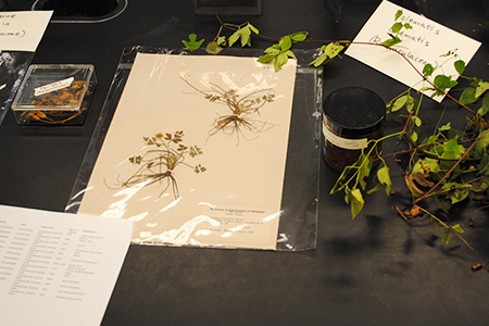 Photo: Herbarium plant samlpe