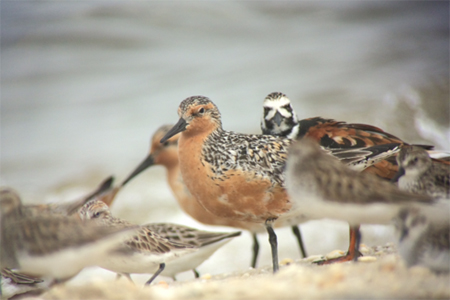 Photo: Red knot. Image courtesy of Brian Schumm