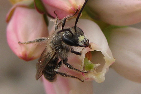 Photo of a bee, courtesy of F. Benjamin