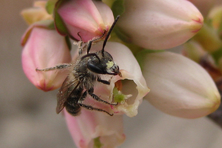 Photo: A bumble bee pollinating a blueberry bush. Photo: Winfree lab