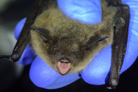 Photo: Bat - photo courtesy of Gignoux-Wolfsohn.